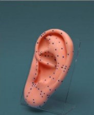 ear_model91